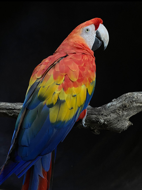 En detaljrik bild på en papegoja som optimerats med Deep Fusion.
