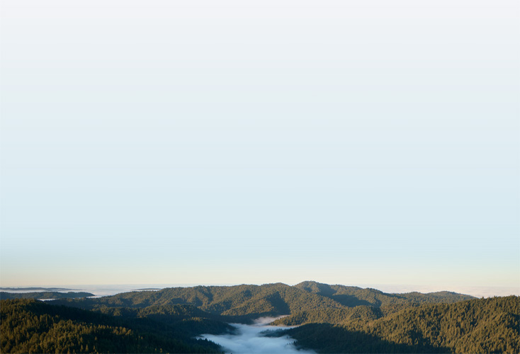 Veduta aerea delle sequoie nella Gualala River Forest, montagne boschive con nebbia che si deposita nelle valli