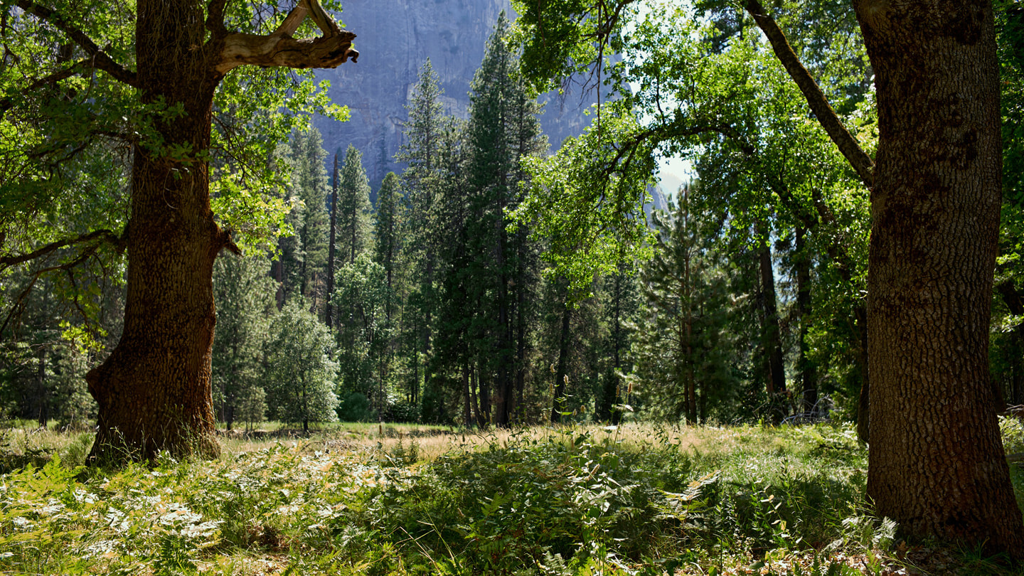 Trees and other greenery are shown in El Capitan Meadow, with the granite face of El Capitan in the distance.