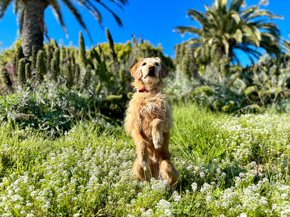 앞발을 든 채 앉아있는 강아지의 모습을 iPhone 15으로 촬영한 인물 사진.