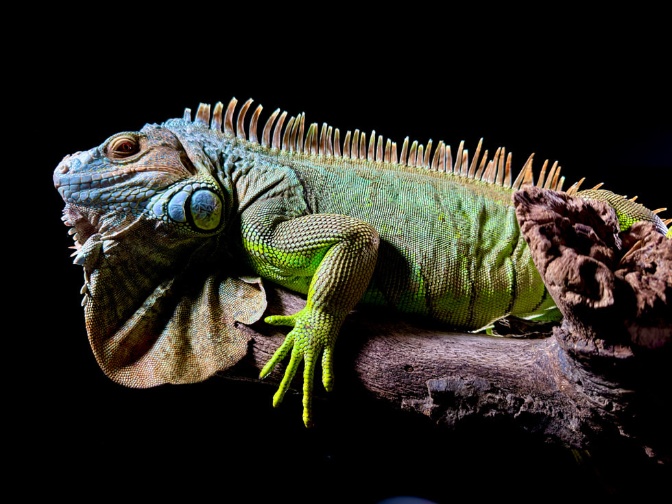 Un’iguana fotografata con un iPhone 15 Pro Max in formato HEIF da 48MP.