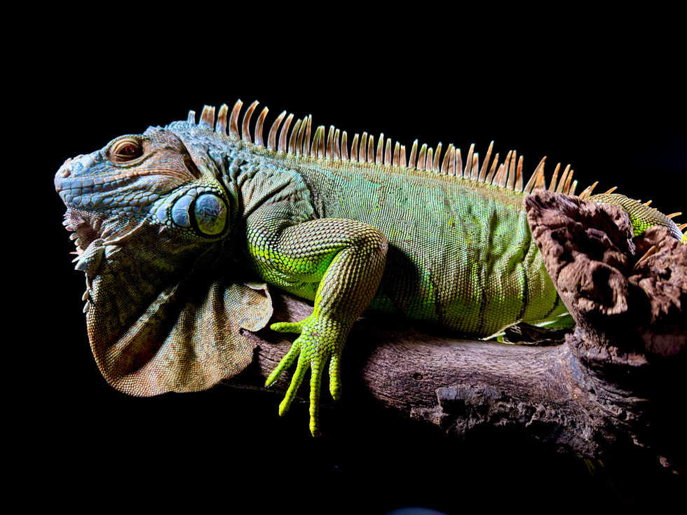 Un iguane photographié avec l’iPhone 15 Pro Max au format HEIF à 48 Mpx.