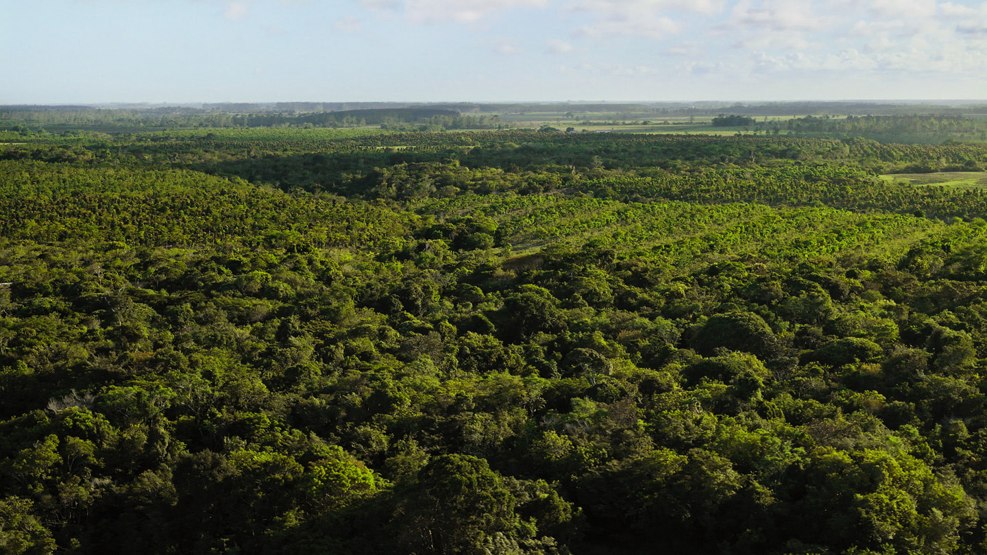 Une vue aérienne de la forêt atlantique au Brésil.