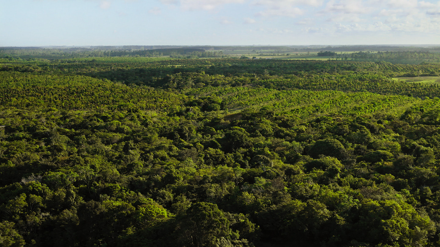 Vista aérea da Mata Atlântica no Brasil