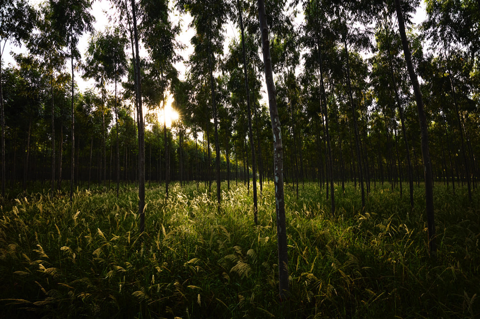 Aperçu des arbres de la forêt atlantique à hauteur des yeux.