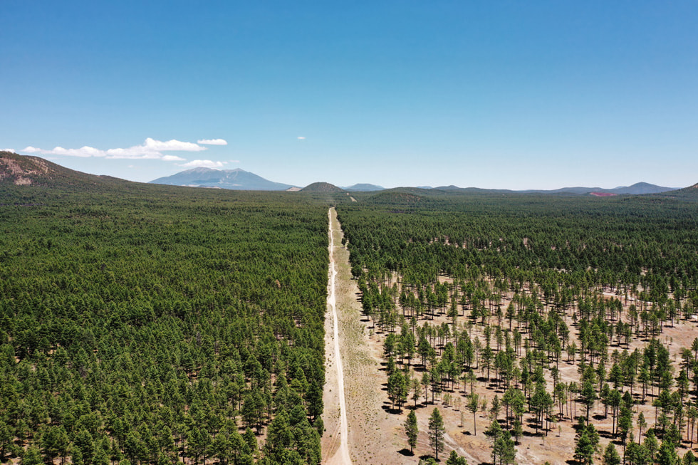 An aerial view shows a forest without thinning on one side and a thinned-out forest on the other.