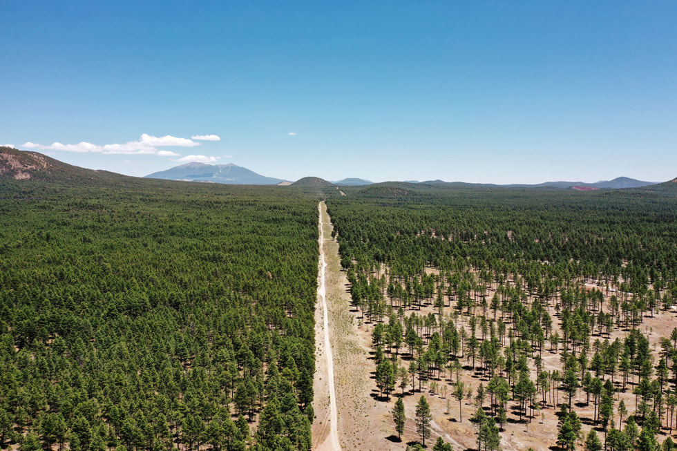 Vista aérea de un bosque sin raleo en un lado y con raleo en el otro.