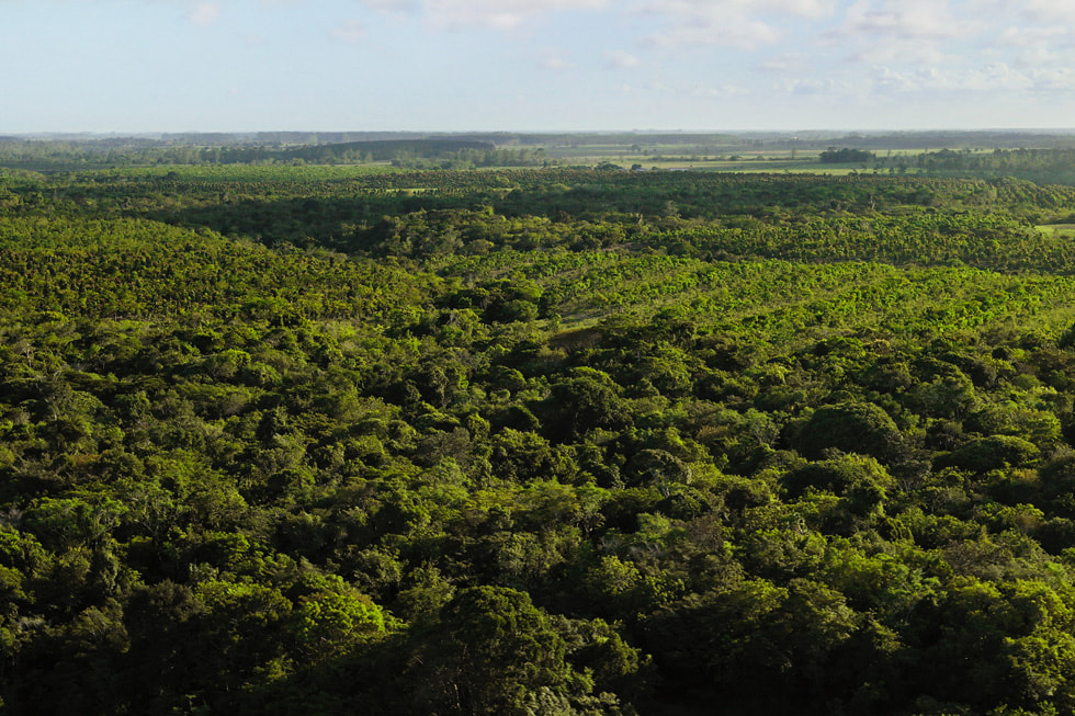 An aerial view of Symbiosis's responsibly managed forest in Brazil. 