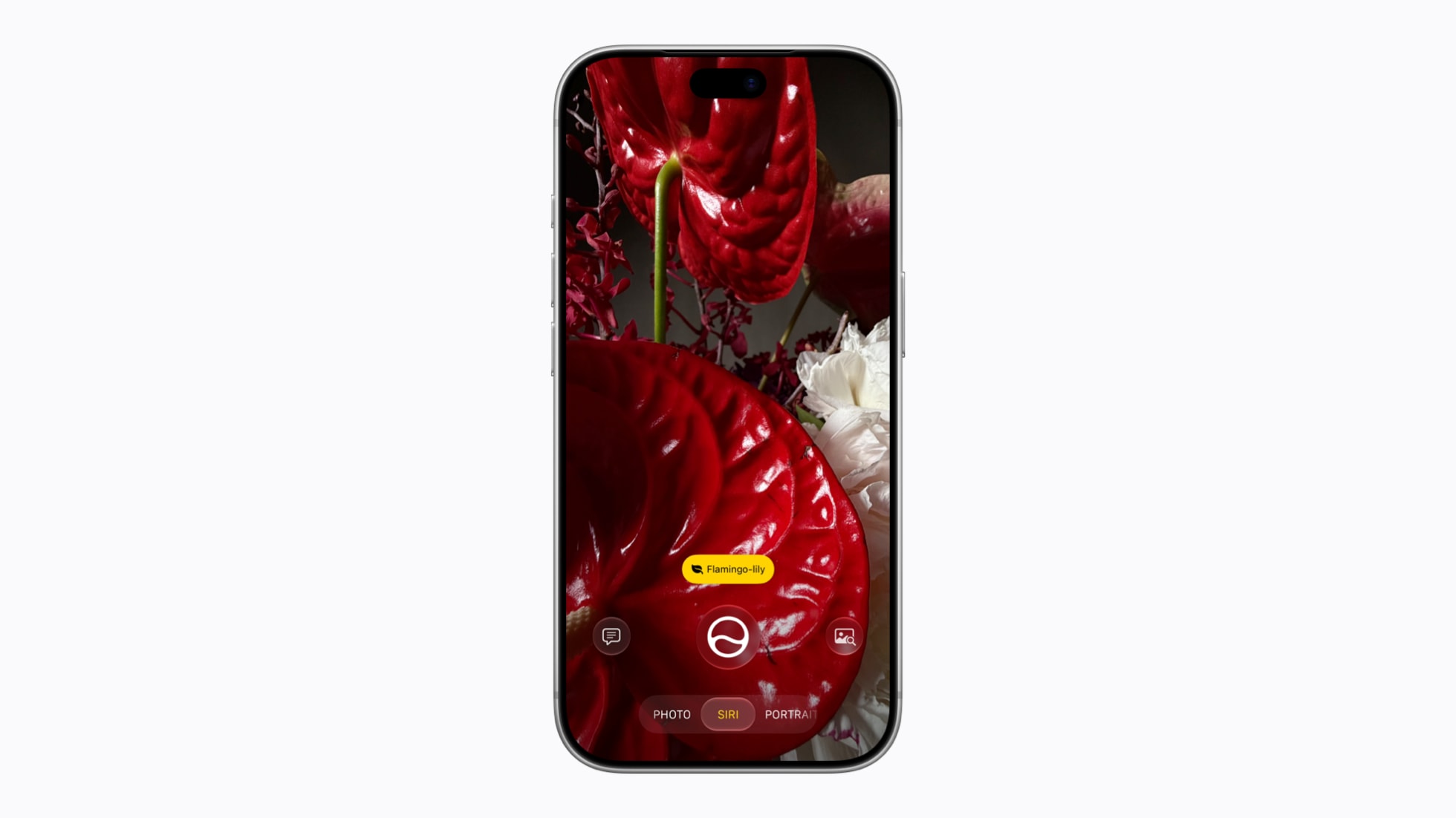 An iPhone showing the Camera app in the new Siri mode, pointed at red anthurium flowers with a label identifying the plant