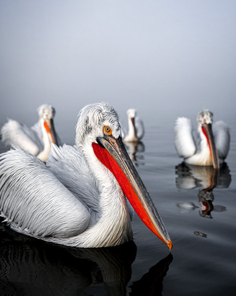 أربعة من طيور البجع الدلماسي تسبح على طول سطح بحيرة كيركيني باليونان في صباح مليء بالضباب.