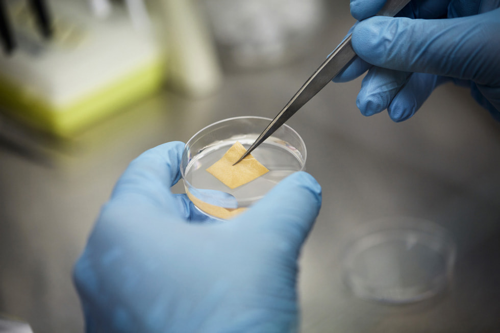 A placa maleável de mel APIS para tratamento de feridas da SweetBio em uma placa de petri.