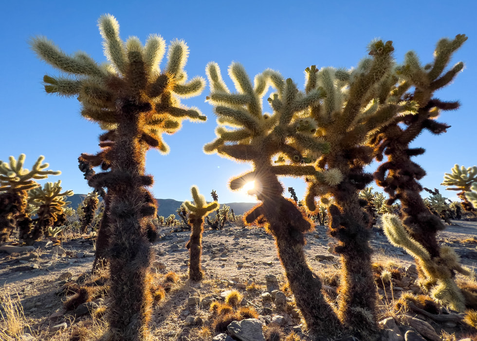 Cacti are illuminated by sunlight in Joshua Tree National Park in California.
