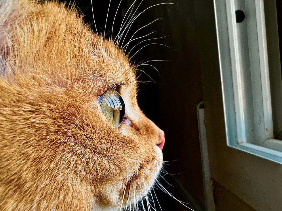 A kitten appears up close in an image shot on iPhone.