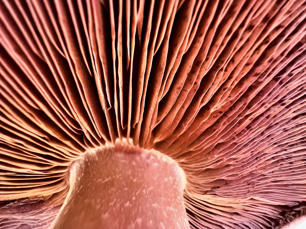 Les détails d’un champignon photographié en gros plan sur iPhone.