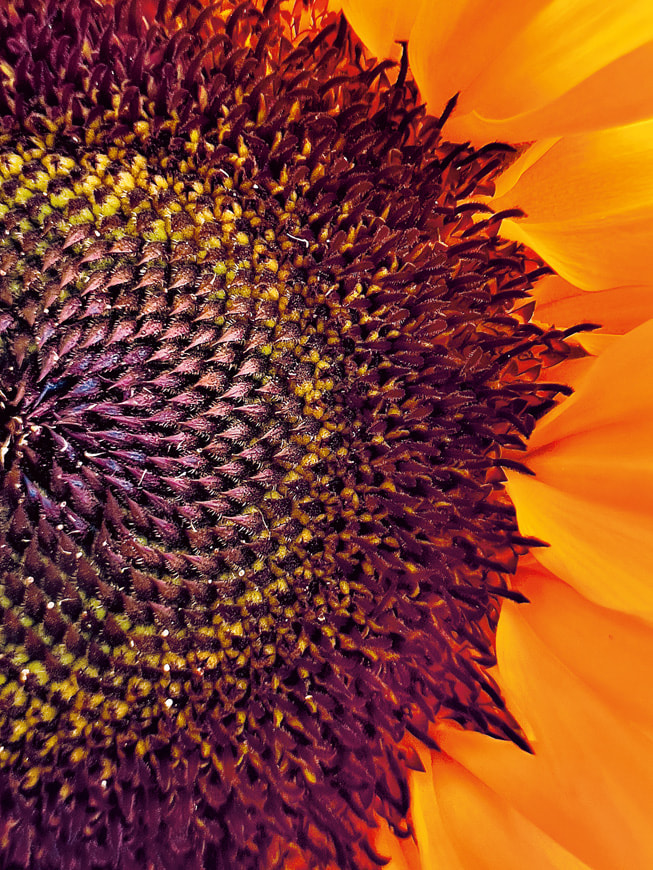 Das Makro-Gewinnerfoto von Abhik Mondal, aufgenommen mit dem iPhone 13 Pro, zeigt eine Nahaufnahme der Mitte einer Sonnenblume.
