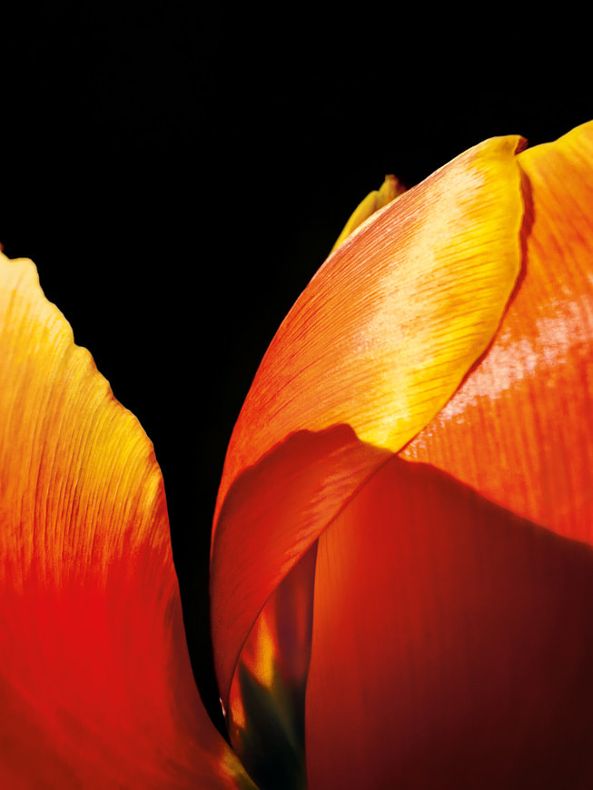 Le cliché macro réalisé sur iPhone 13 Pro par Hojisan et sélectionné par le jury montre un gros plan sur les pétales éclatants de couleur d’une fleur.