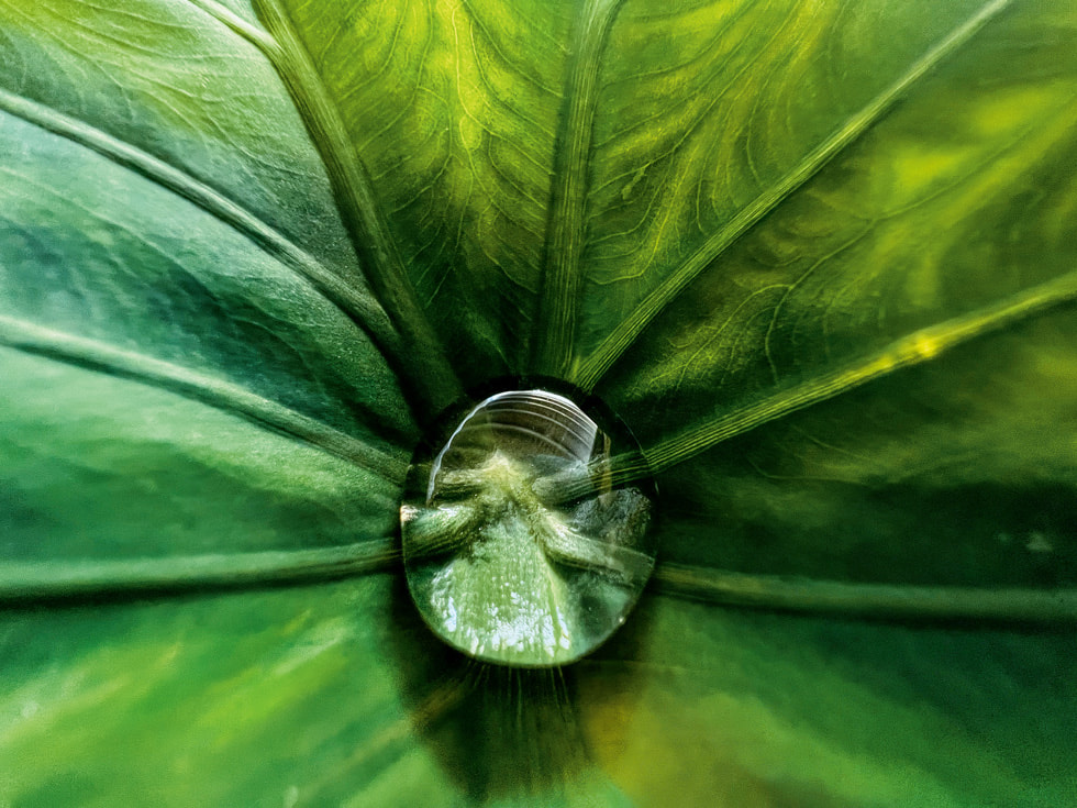 La fotografía macro ganadora de Jirasak Panpiansin tomada con el iPhone 13 Pro muestra un primer plano de una gota de agua en el centro de una hoja verde.