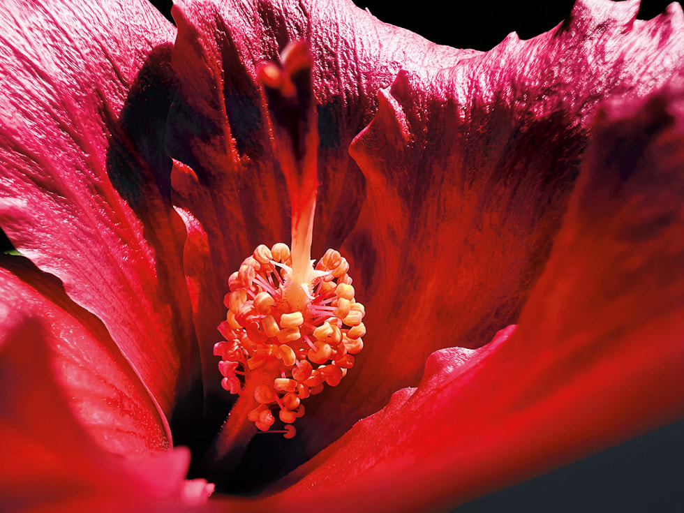 Marco Collettas Makro-Gewinnerfoto, aufgenommen mit dem iPhone 13 Pro, zeigt dramatische Schatten in der Mitte einer leuchtend roten Hibiskusblüte.
