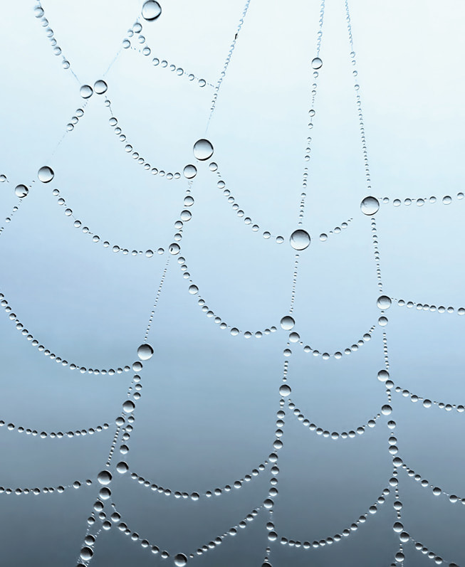 Prajwal Chougules Makro-Gewinnerfoto, aufgenommen mit dem iPhone 13 Pro, zeigt Tautropfen auf einem Spinnennetz.
