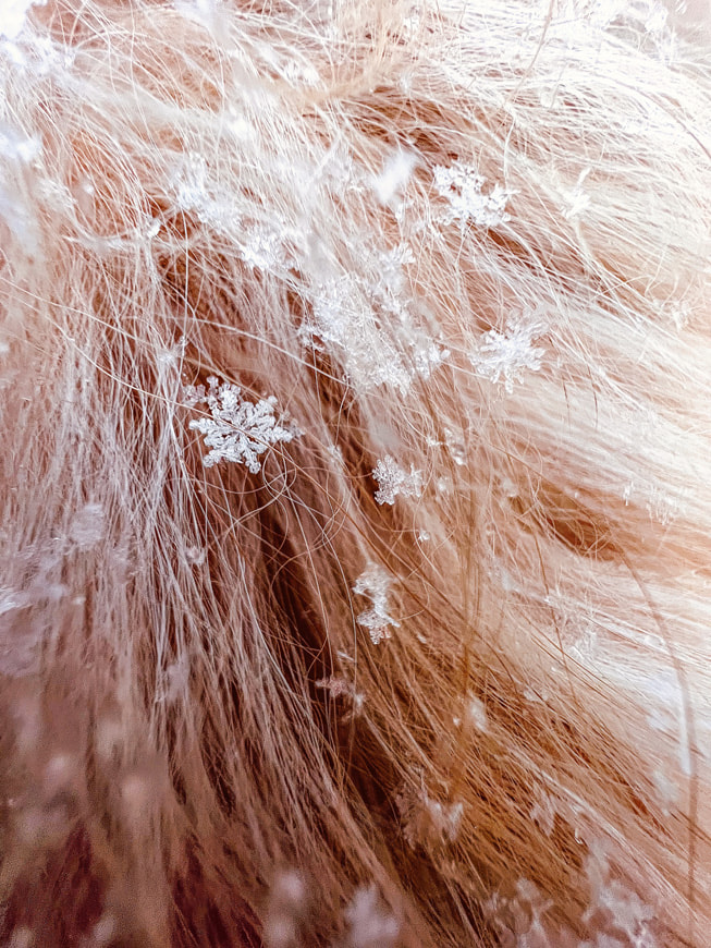 Das Makro-Gewinnerfoto von Tom Reeves, aufgenommen mit dem iPhone 13 Pro, zeigt eine detailreiche Nahaufnahme einzelner Schneeflocken, die auf dem Fell eines Hundes ruhen.
