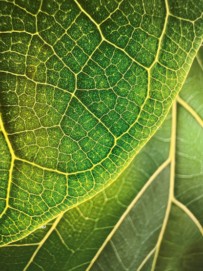 Apple Unveils The Best Photos From The Shot On Iphone Macro Challenge Apple