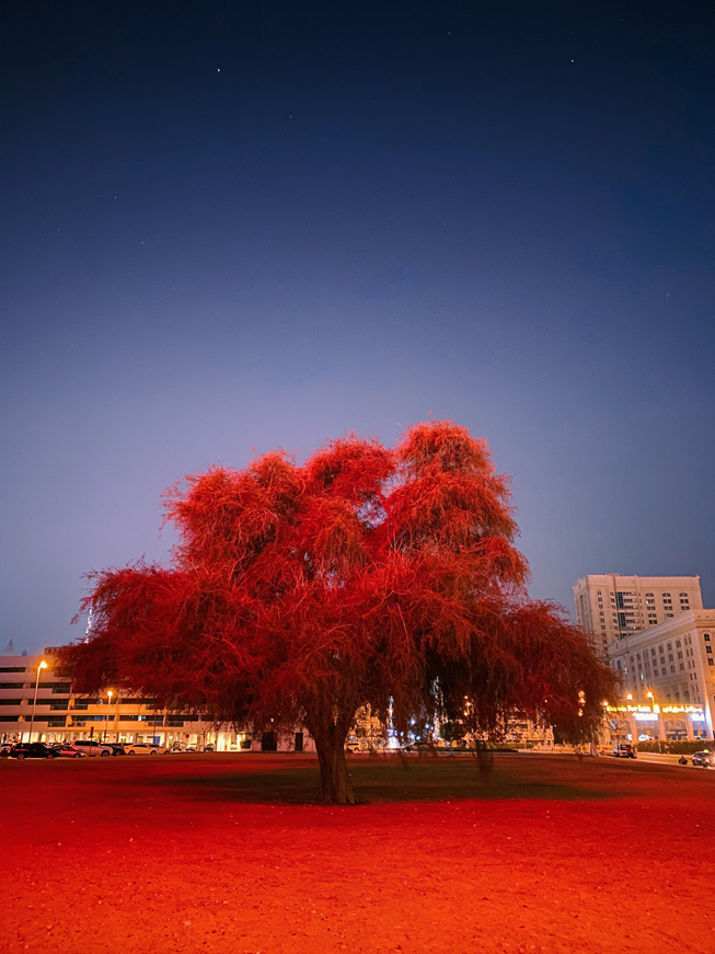 Árbol con hojas rojas bajo un cielo estrellado.