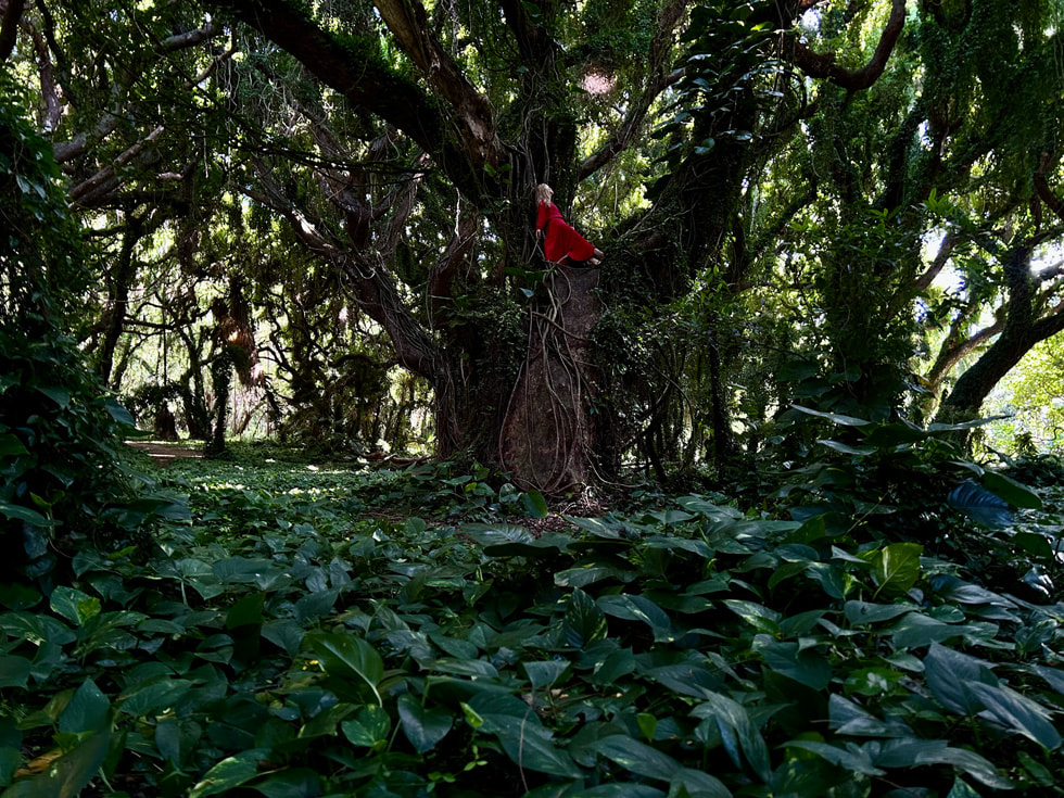 A person perches gracefully in a tall tree in a dense forest.