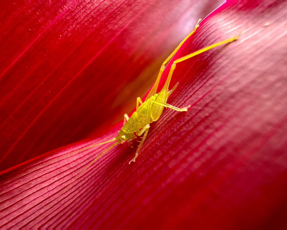 A macro photography image shows an insect sitting on a petal.