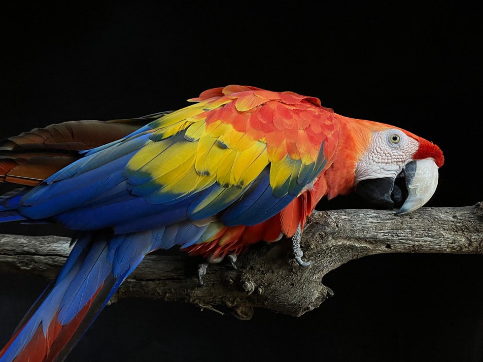 Foto de um papagaio em um galho feita com o iPhone SE usando Deep Fusion.
