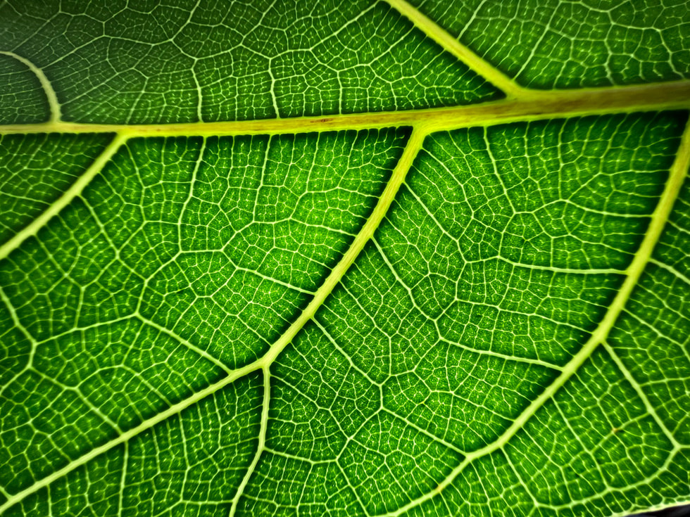 나뭇잎의 접사 사진, iPhone 13 Pro의 울트라 와이드 카메라로 촬영.
