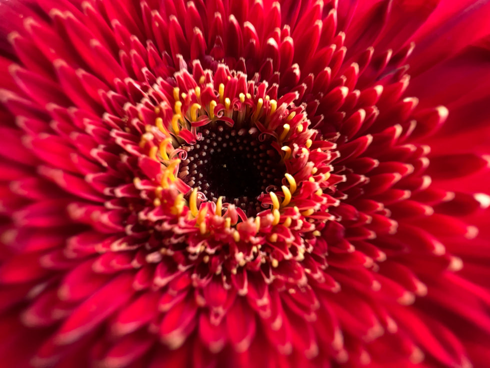 빨간 꽃의 접사 사진, iPhone 13 Pro의 울트라 와이드 카메라로 촬영.