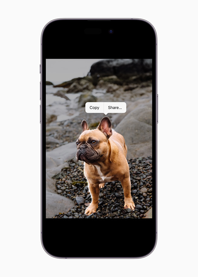 iOS 16's Visuel søgning demonstreret med en fransk bulldog på iPhone 14 Pro.