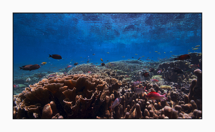 New 4K HDR screen saver displaying underwater marine life.