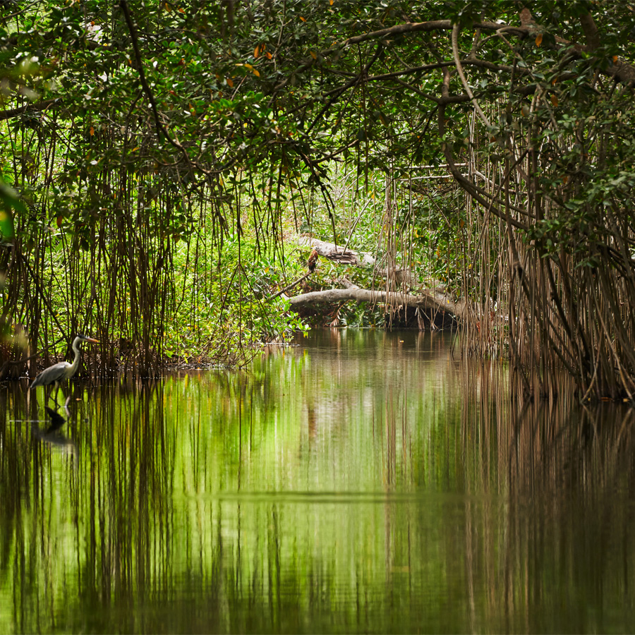 Mangrove Vert lagon - Short de bain Homme