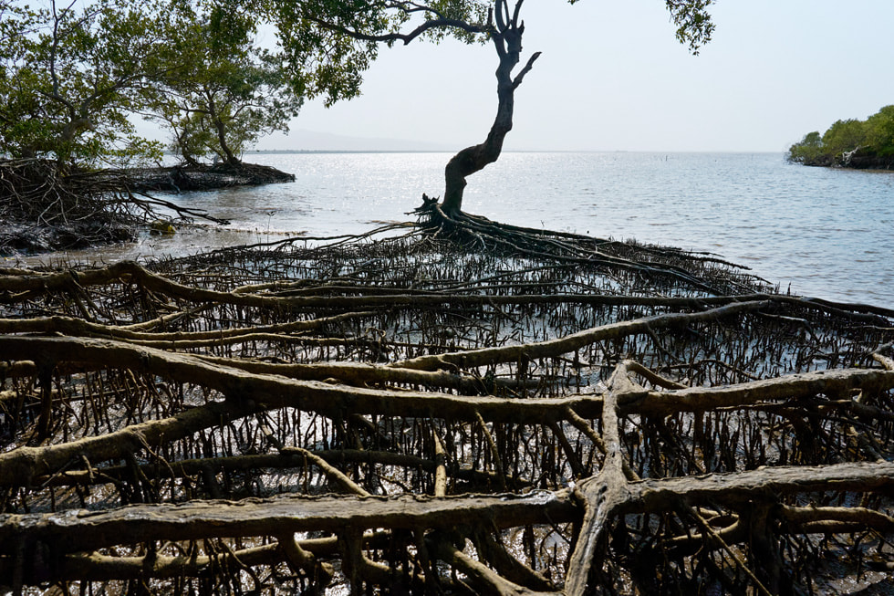 Mangrovewortels die kriskras boven het wateroppervlak lopen.