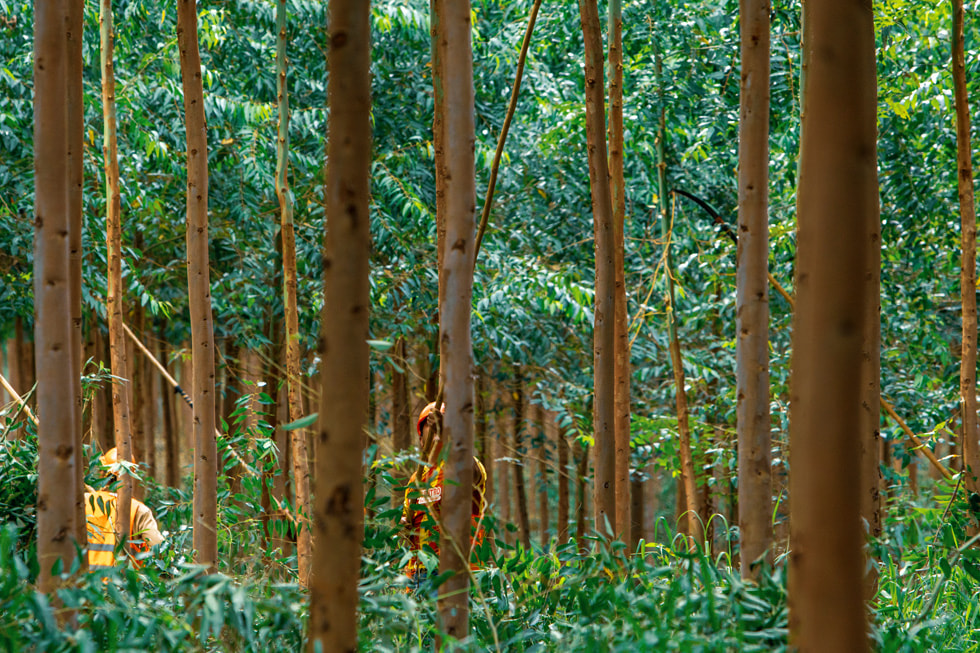 Trabajadores forestales manipulando árboles para crear bosques gestionados de forma sostenible.