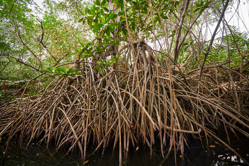 Mangroves thrive in saltwater.