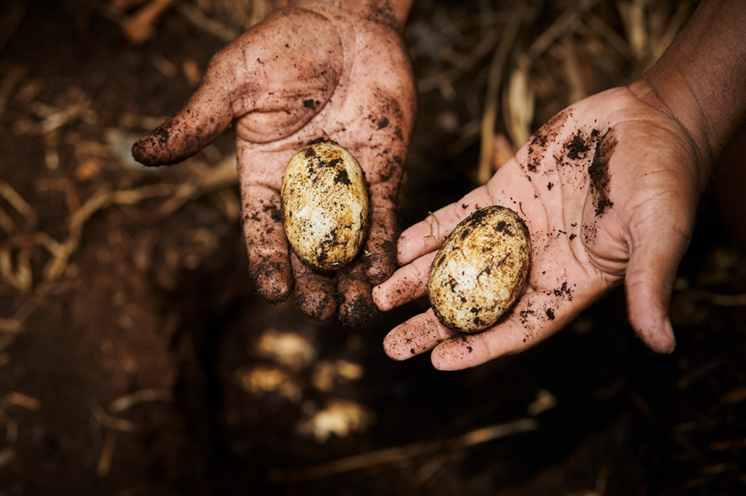 Two needle-nose crocodile eggs.