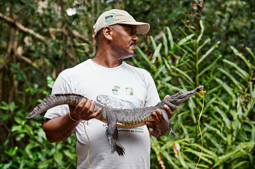 Betsabe López Macias, voormalig krokodillenjager, houdt een spitssnuitkrokodil vast.