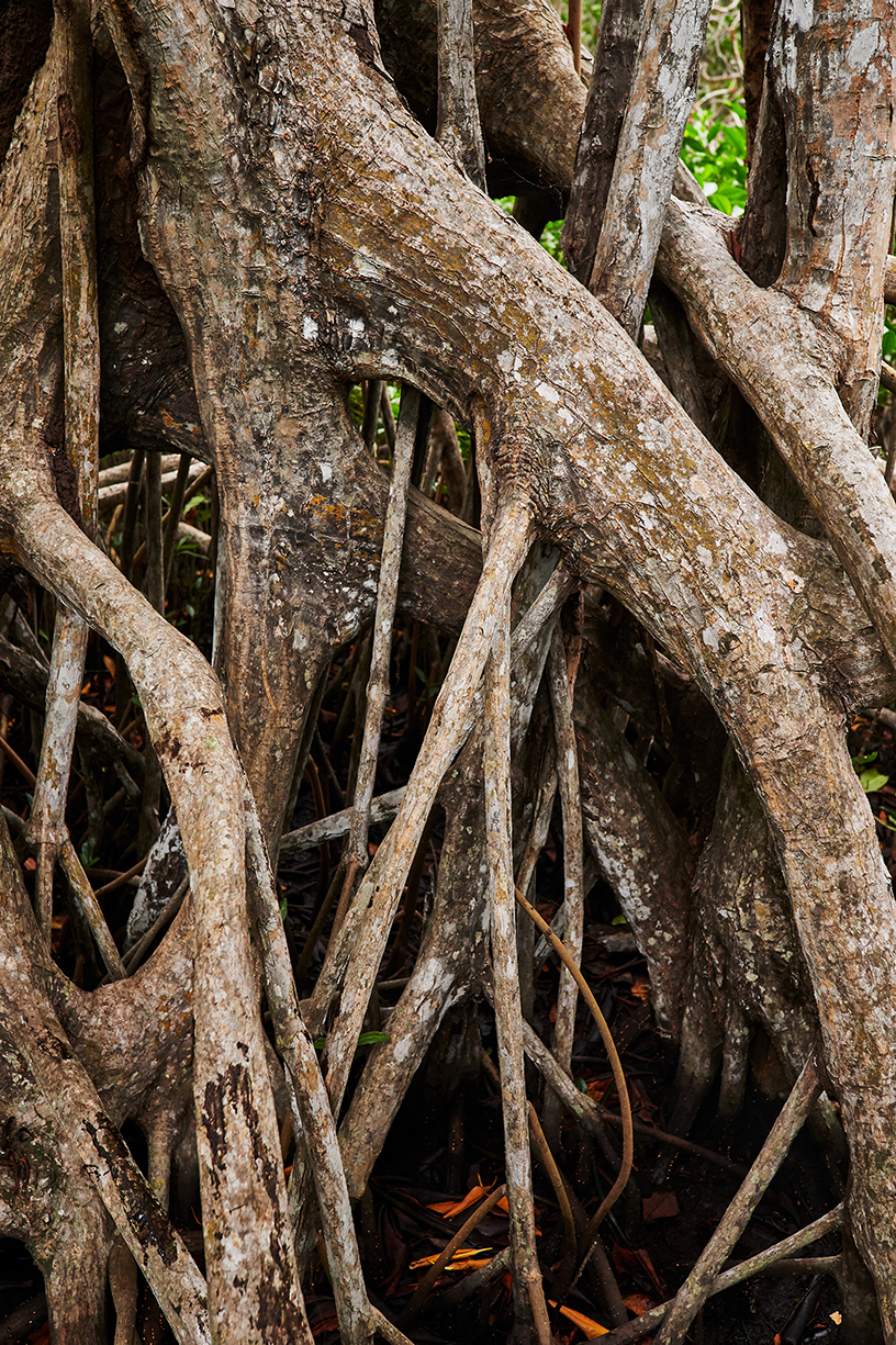 Raíces de un árbol de mangle.