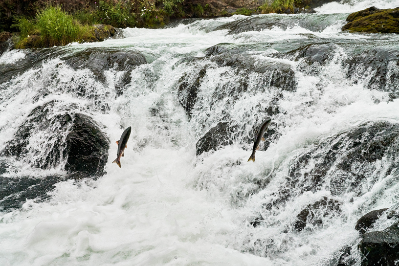 Salmon run at the Russian River Falls.