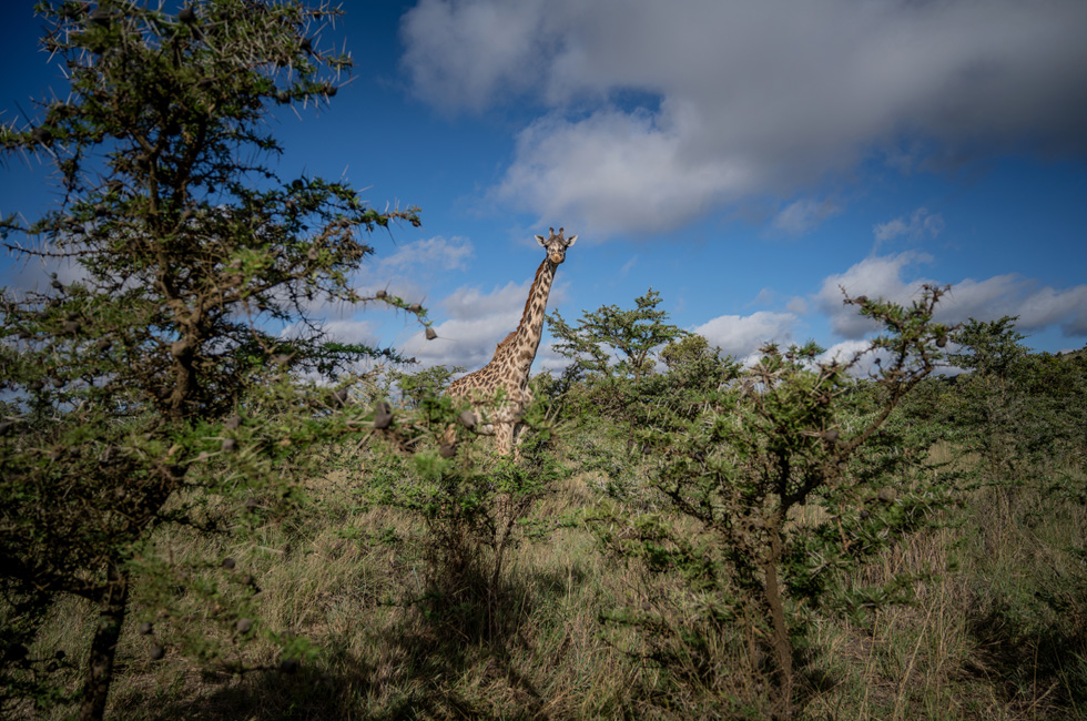 Kenya’daki bir savanda bir zürafa.