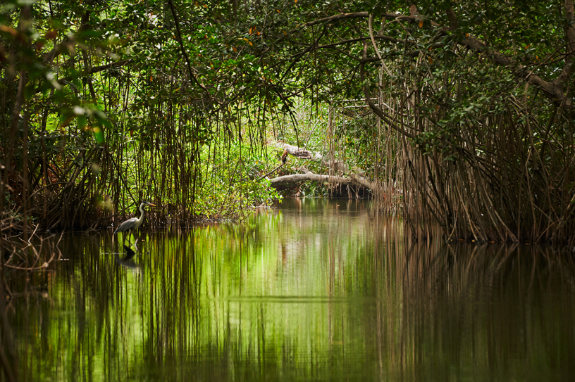 The mangrove forest in Cispatá Bay on the Caribbean coast of Colombia.