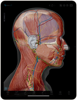 Die Human Anatomy Atlas App wird auf einem iPad Air angezeigt