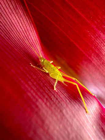 Foto makro seekor serangga kuning kecil di daun merah. Foto diambil dengan kamera Ultra Wide 0,5x.