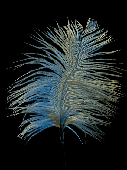 一張藍色羽毛在黑色背景上的相片，當中細節豐富。相片在低光下以長焦距相機拍攝。