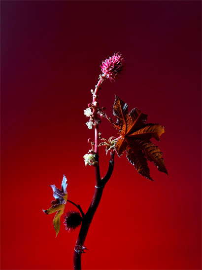 Auga fotoattēls ar precīzi atveidotām detaļām, uzņemts ierobežota apgaismojuma apstākļos uz tumši sarkana fona.