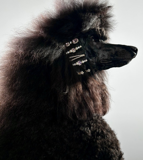 검은색 털의 개를 TrueDepth 카메라로 촬영한 생생한 색감의 인물 사진