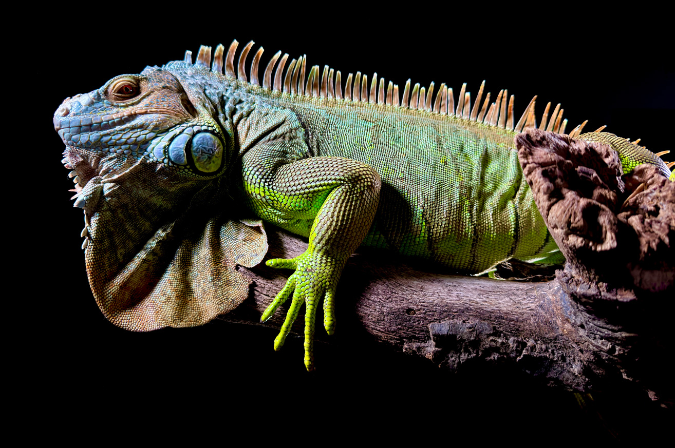 Foto detail seekor iguana hijau, yang dijepret dengan kamera Utama 48 MP pada kamera iPhone 15 Pro